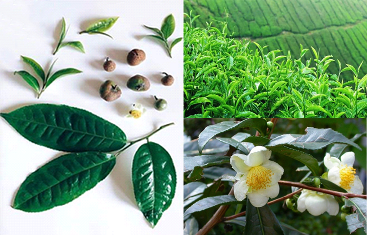 Chè Xanh (Trà Xanh - Camellia sinensis)